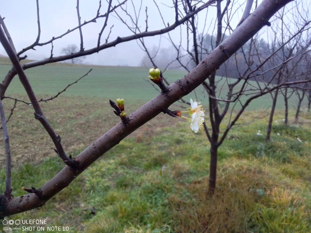 Apfelbaumblüte in Bosnien Herzegowina