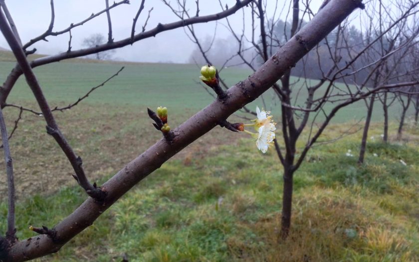 Apfelbaumblüte in Bosnien Herzegowina